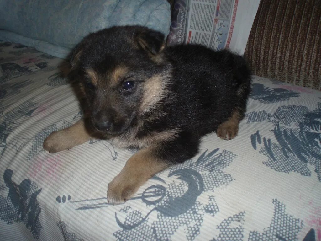 метис. метис немецкой овчарки щенок 1 месяц. щенки помесь немецкой овчарки. метис лайки и овчарки. щенки помесь немецкой овчарки.
