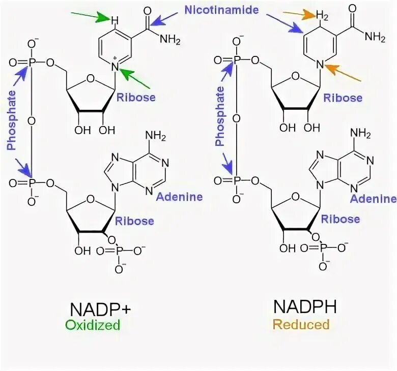 Аденин рибоза. Аденин рибоза ф. НАДФ. NADP Авиация. Аденин рибоза три