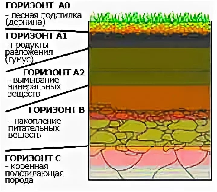 Почвенный профиль и почвенные горизонты. Элювиальный горизонт почвы. Органогенный почвенный горизонт. Слои почвы горизонты. Схема почвенного профиля.