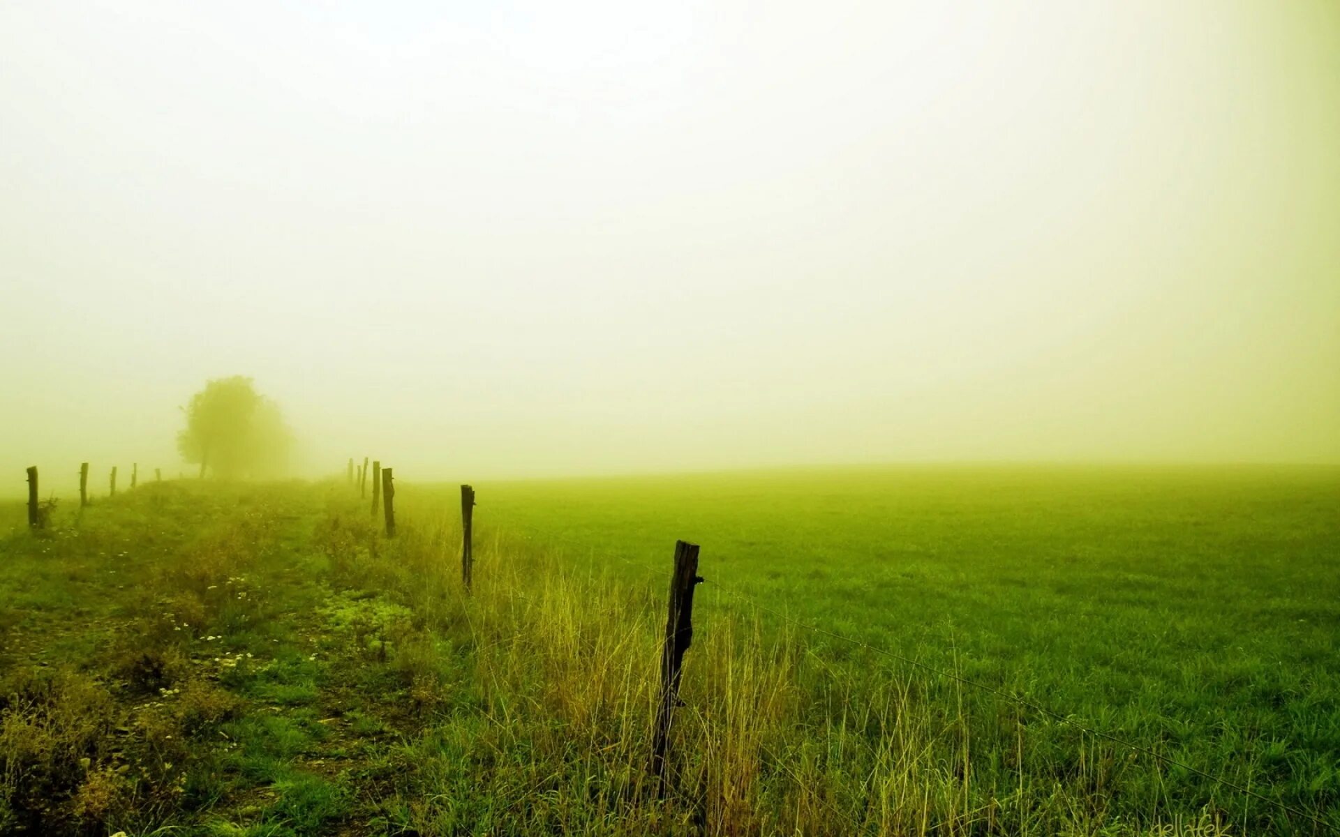 В поле. Природа поле. Обои поле. Поле в тумане.