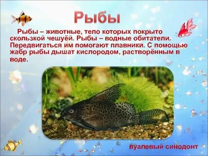 Чем рыбы похожи на других животных 2