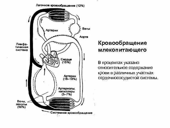 Большой круг кровообращения у млекопитающих начинается. Схема большого круга кровообращения у животных. схема большого круга кровообращения у млекопитающих. схема малого круга кровообращения млекопитающих. малый круг кровообращения у млекопитающих.