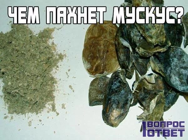 Мускус запах на что похож. Мускусный запах. Как пахнет мускус. Мускус аромат на что похож. Мускусный запах как пахнет.