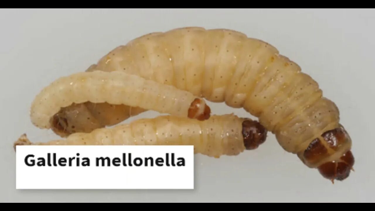 Galleria mellonella личинка. Личинки огневки Galleria mellonella. Личинки восковой моли Galleria mellonella. Большая восковая моль Galleria mellonella.