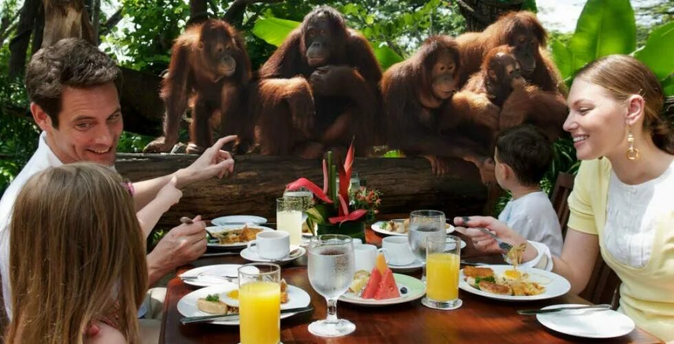 Сингапурский зоопарк River Safari. Завтрак в сингапурском зоопарке. Кафе в зоопарке. Сингапурский зоопарк ночное сафари. Обед в зоопарке