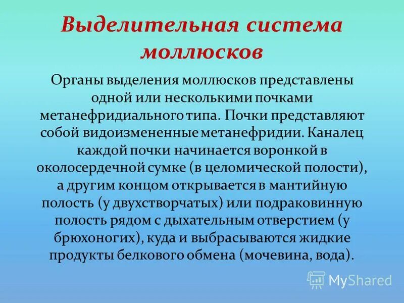 Система выделения у моллюсков. Строение брюхоногих моллюсков. Класс двустворчатые выделительная система. Схема кровеносной системы брюхоногих моллюсков. Виноградная улитка ротовая полость.