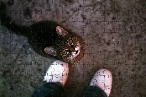 Котенок спросил