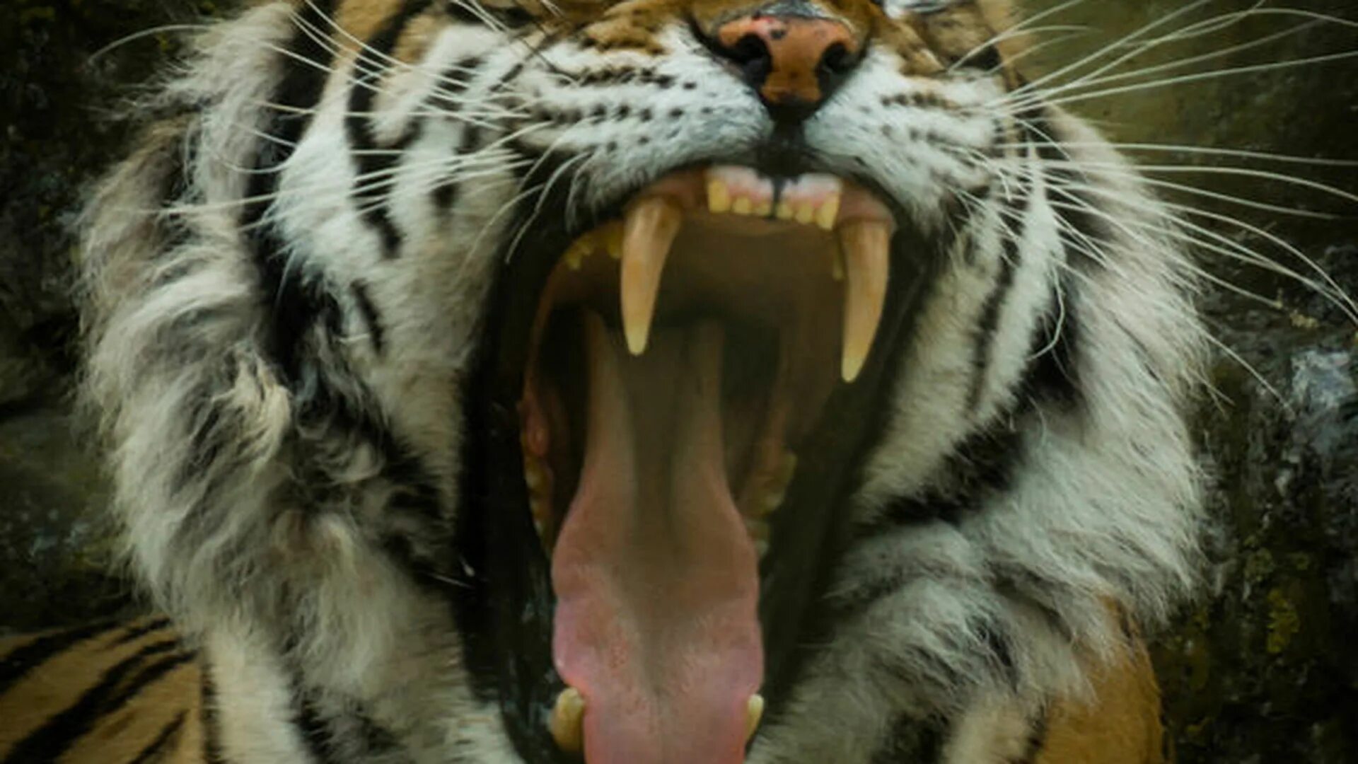 характер тигрицы. рассказать о тигре. характер тигра. тигр характер. характеристика тигра.