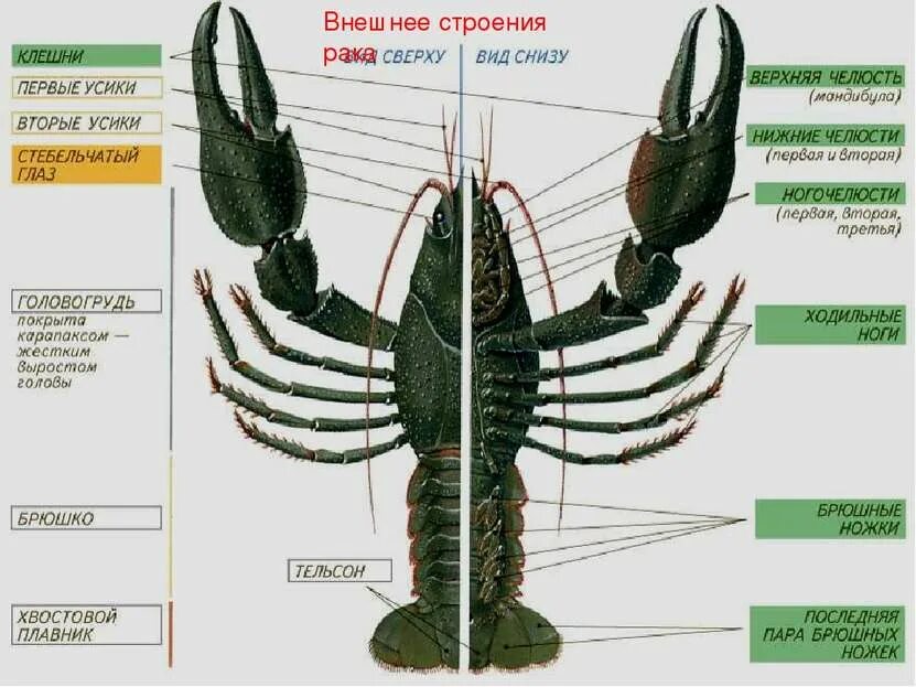 Класс ракообразные строение тела. Тип членистоногие класс ракообразные строение. строение членистоногих 7 класс биология. класс ракообразные 7 класс строение. внешнее строение ракообразных 7 класс.