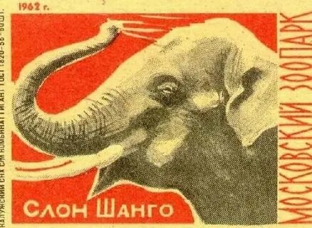 Шанго слон