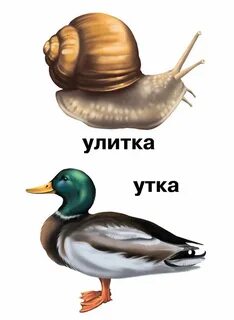 Белка утка улитка какой одинаковый согласный звук