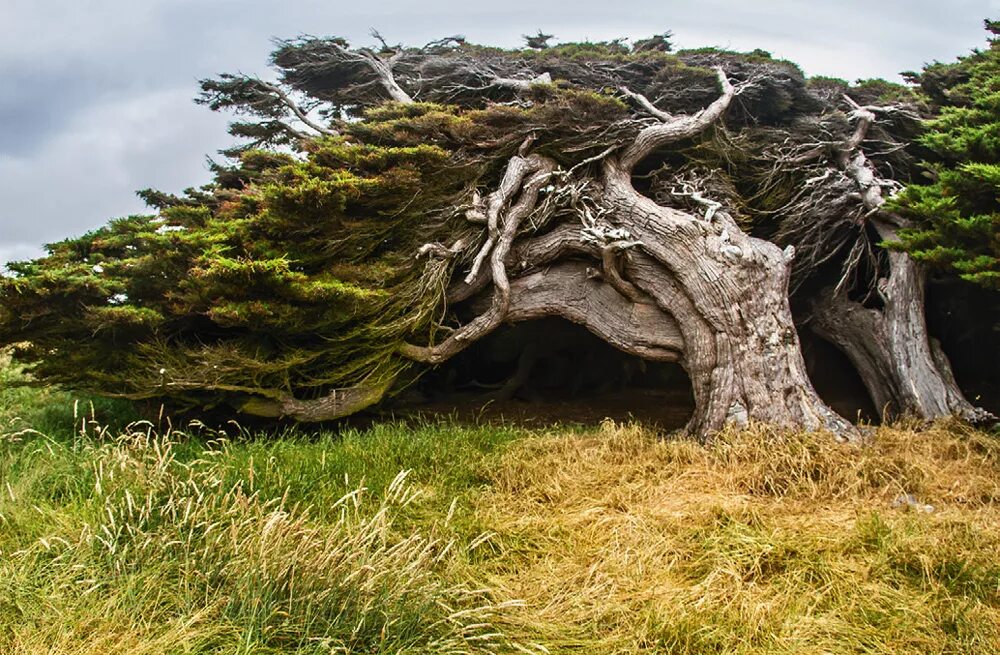 Слоуп Пойнт новая Зеландия. Гнутые деревья на слоуп Пойнт - новая Зеландия. Эль Иерро деревья. Реликтовый лес новая Зеландия.