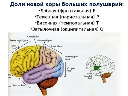 Какая нервная система управляет корой больших полушарий