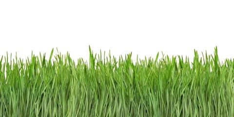 Grass Blades Cutout stock image. 