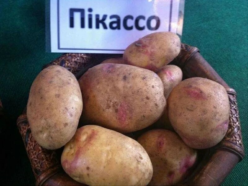 Картофель Сорт Чароит. Купить Клубни на Посадку с Доставкой в СПБ. Отправка по Р