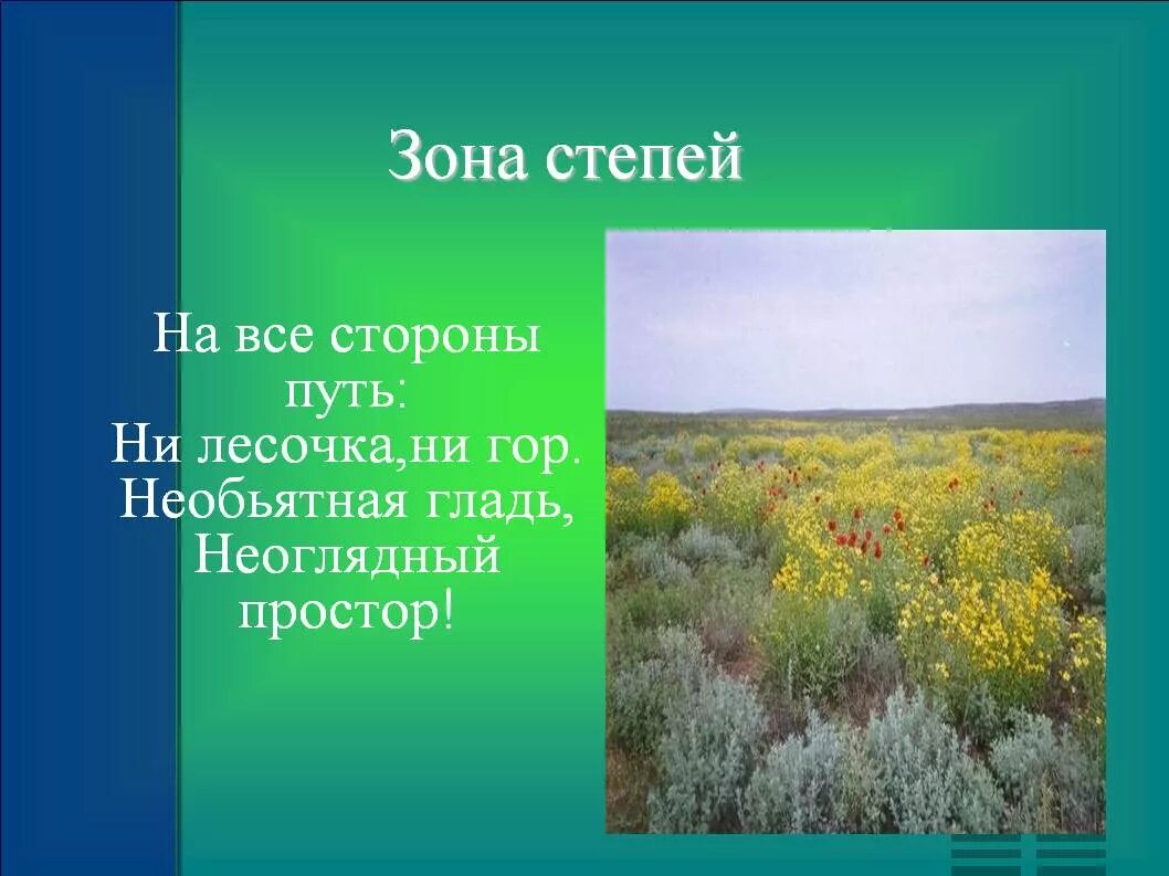 Тюльпан где растет природная зона. Зона степей презентация. Зона степей доклад. Зона степей 4 класс окружающий мир. Презентация растительный мир степи.