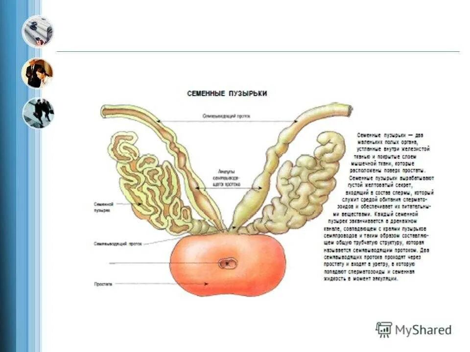 Проток семенного пузырька анатомия. Предстательная железа и семенные пузырьки анатомия. Выводной проток семенного пузырька. Кровоснабжение семенных пузырьков анатомия.