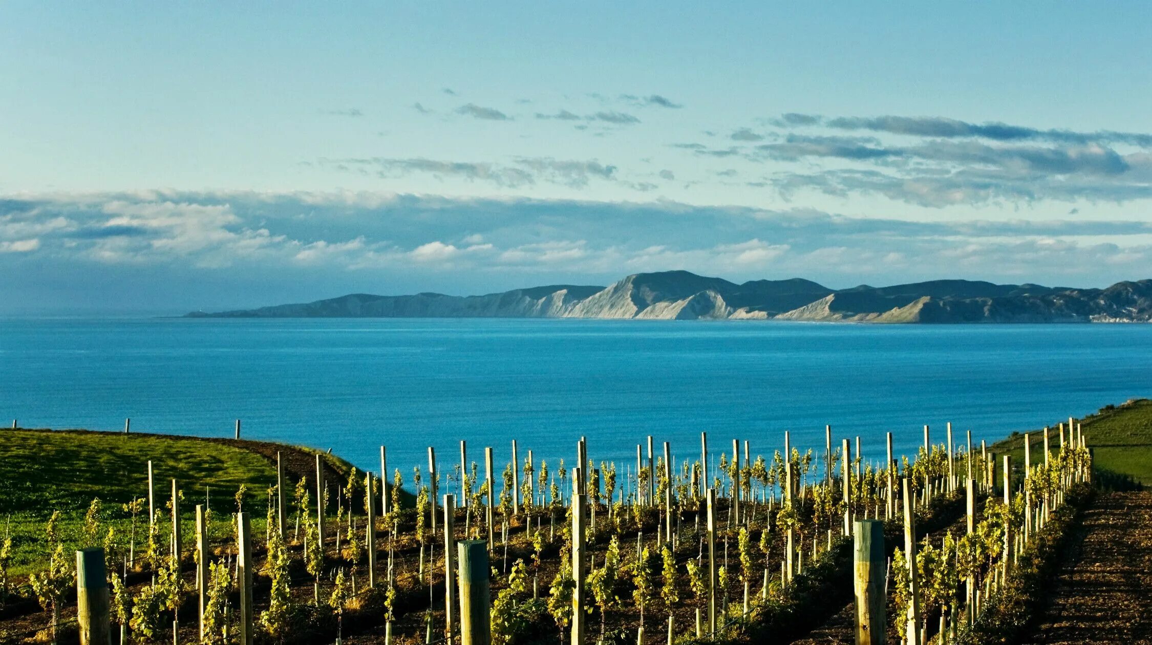 Mark in new zealand