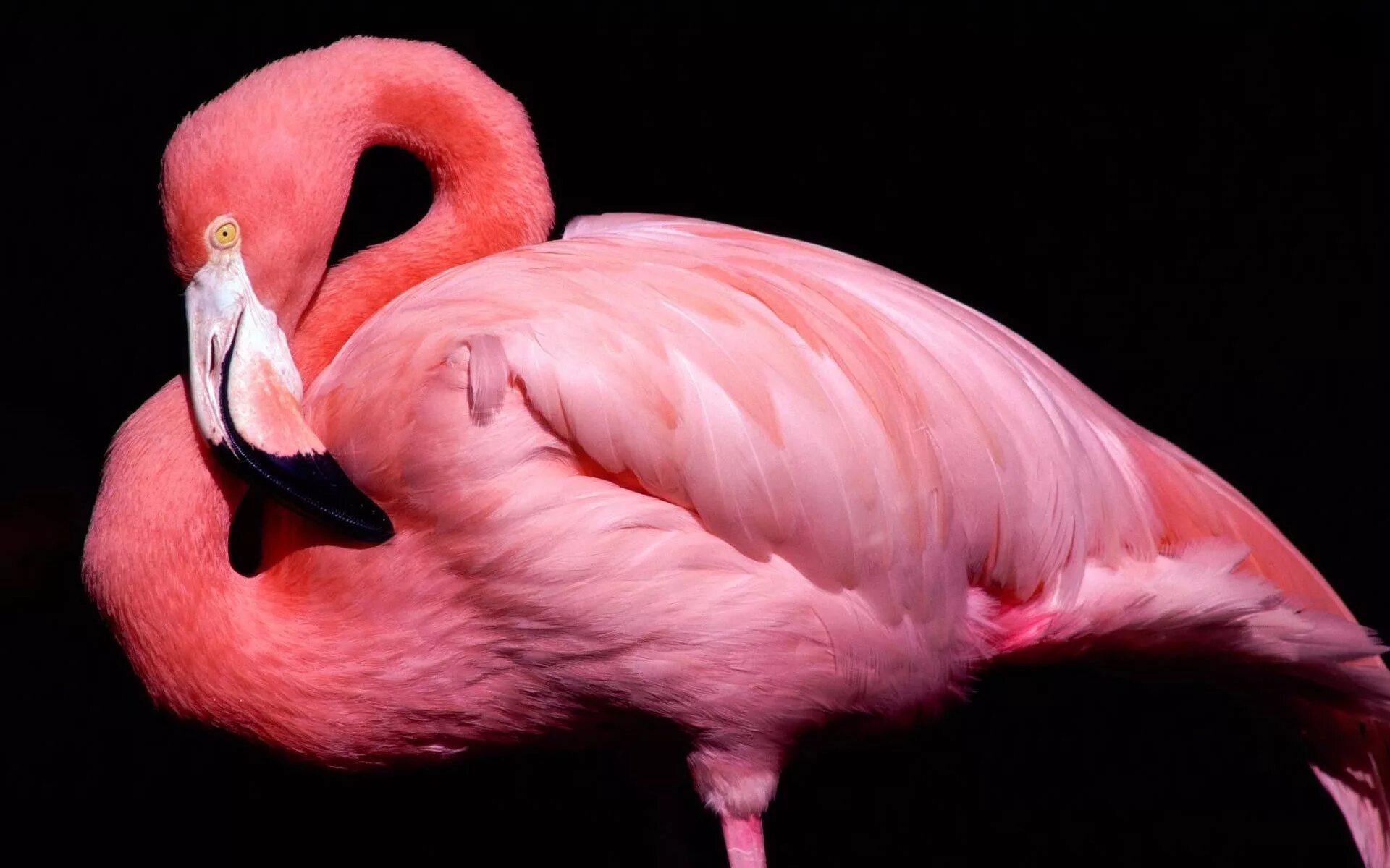 Черно розовые птицы. Фламинго. Розовый Фламинго. Розовая птица. Розовые животные.