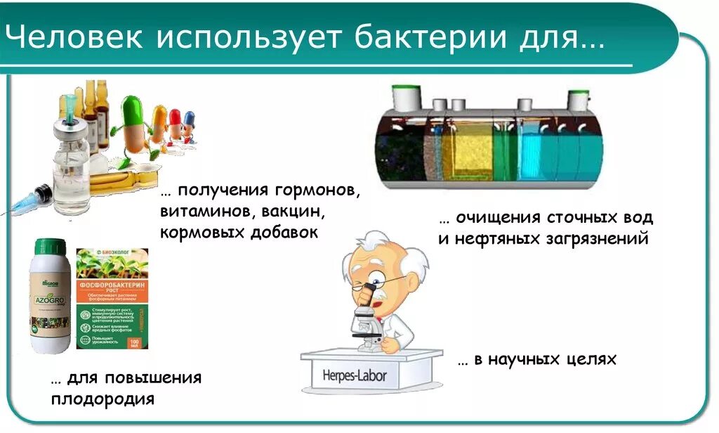 Использование бактерий. Роль бактерий в промышленностт. Где используют бактерии. Использование микроорганизмов человеком.