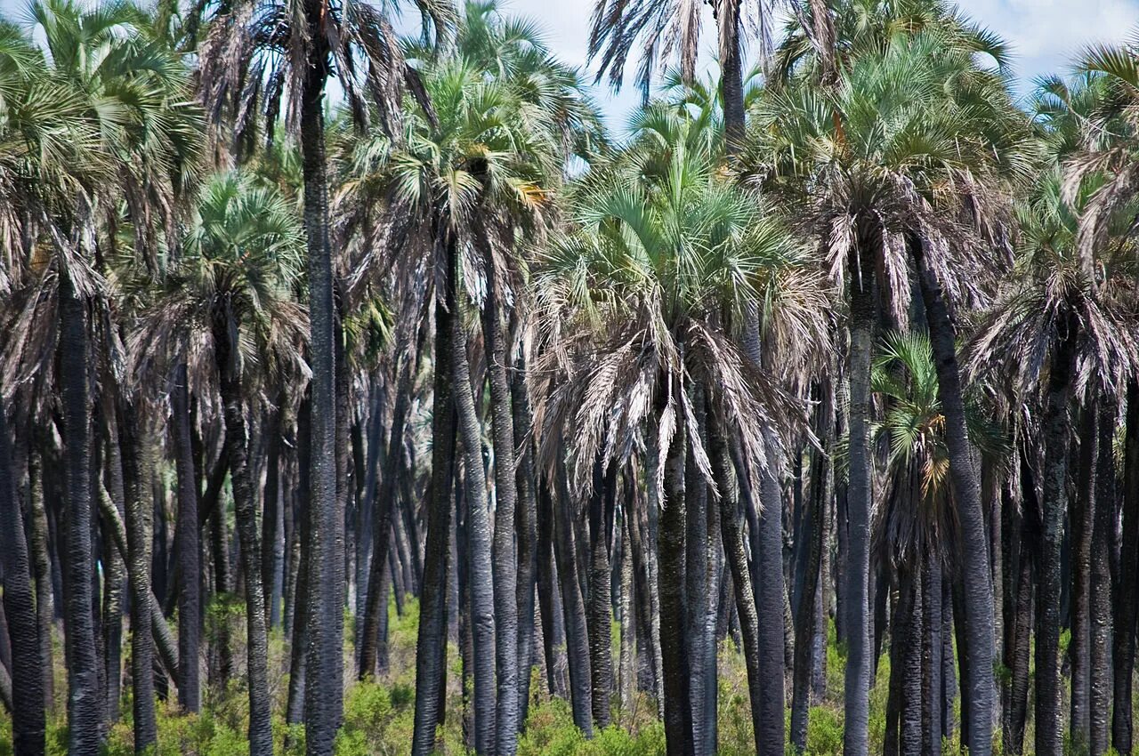 В какой природной зоне растет пальма. Бутия ятай. Эль-Пальмар. Пальмовые Рощи в Аргентине. Рио пальмы.