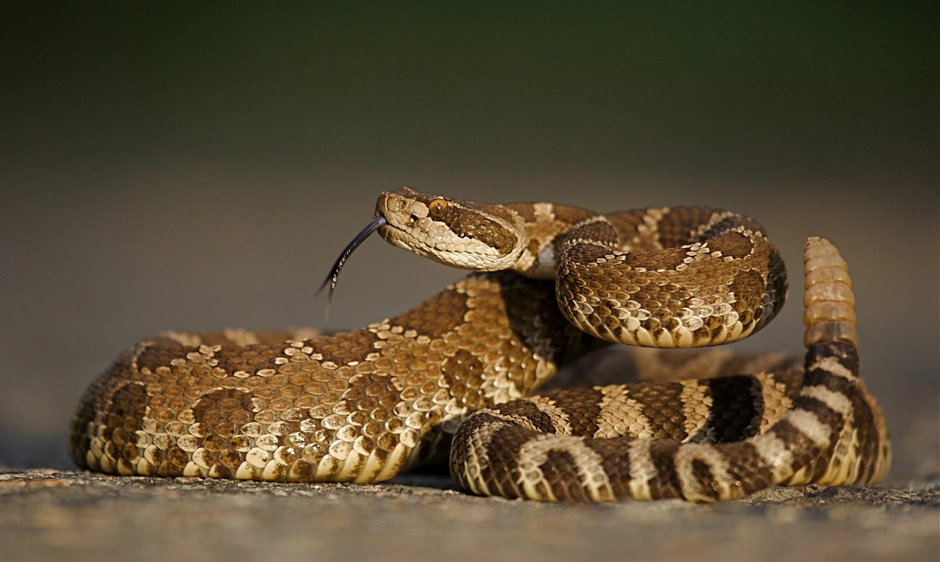 Гремучая змея относится к отряду. Гремучник Мохаве. Техасская гремучая змея. Техасский гремучник змея. Гремучая змея Мохаве.