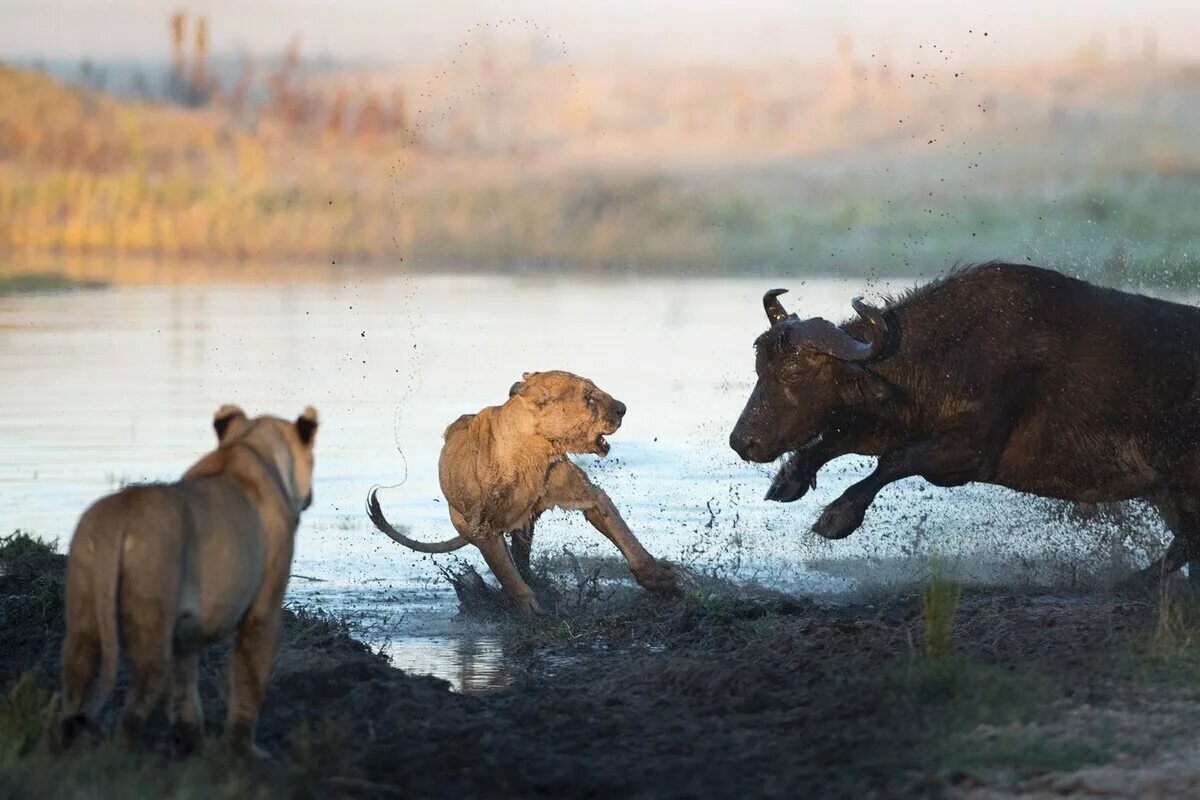 Львы схватки. Стадо буйволов против Львов. Нападение Льва на буйвола.