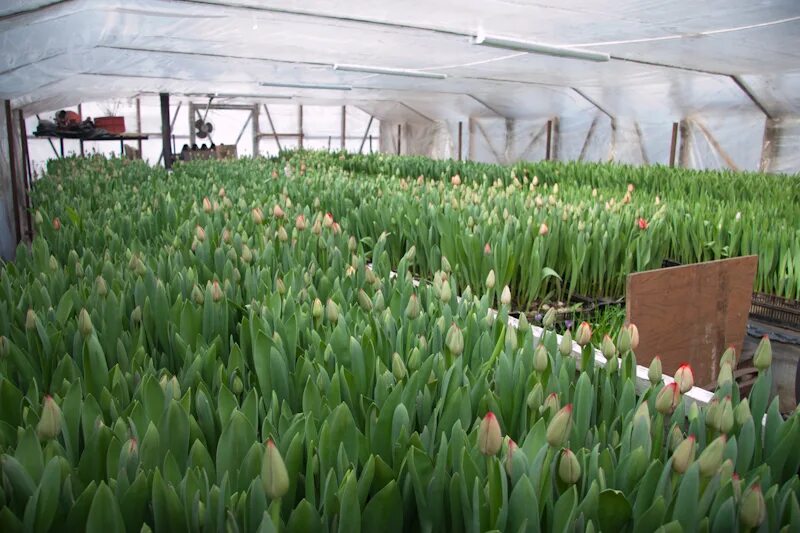 теплицы лаврики тюльпаны. тюльпан хоризон выгонка. теплица под тюльпаны. тюльпаны в теплице. тепличный комплекс тверь тюльпан.