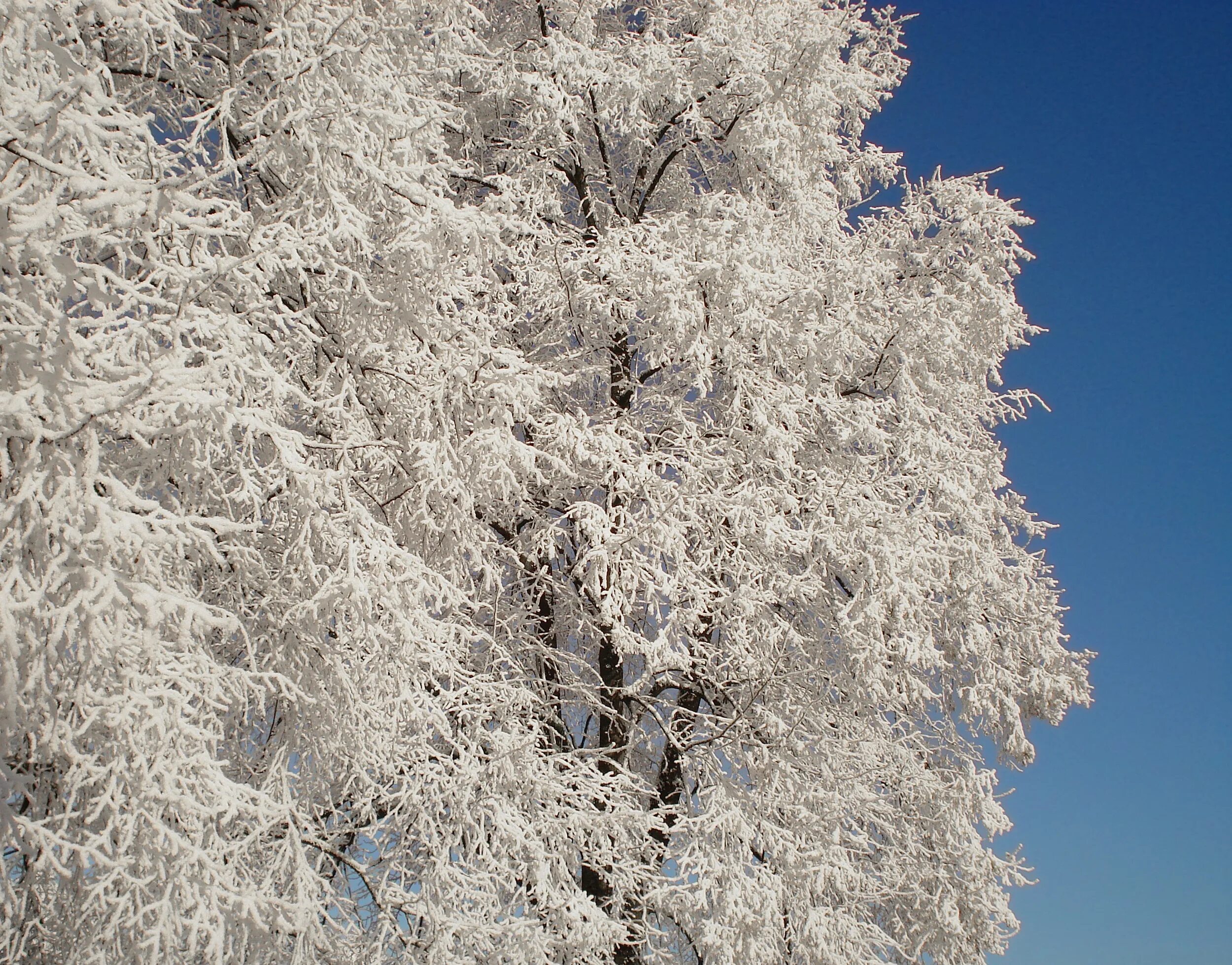Зачем белые деревья. Зимнее дерево. Белое дерево. Деревья в снегу. Заснеженные деревья.