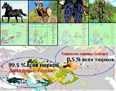 Кто такие тюркские народы