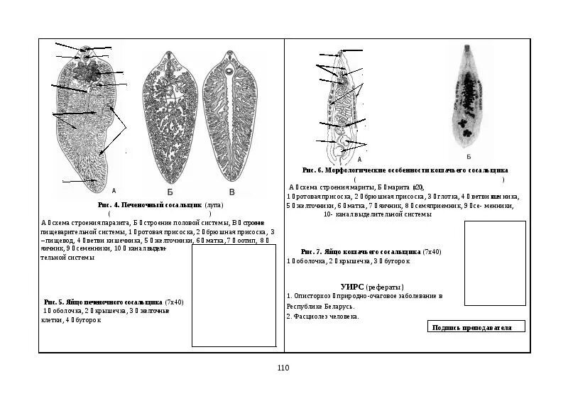 Выделительная система сосальщиков 7 класс. Тип plathelminthes класс Trematoda. Выделительная система печеночного сосальщика 7 класс. Схема строения сосальщика. Отличия сосальщиков