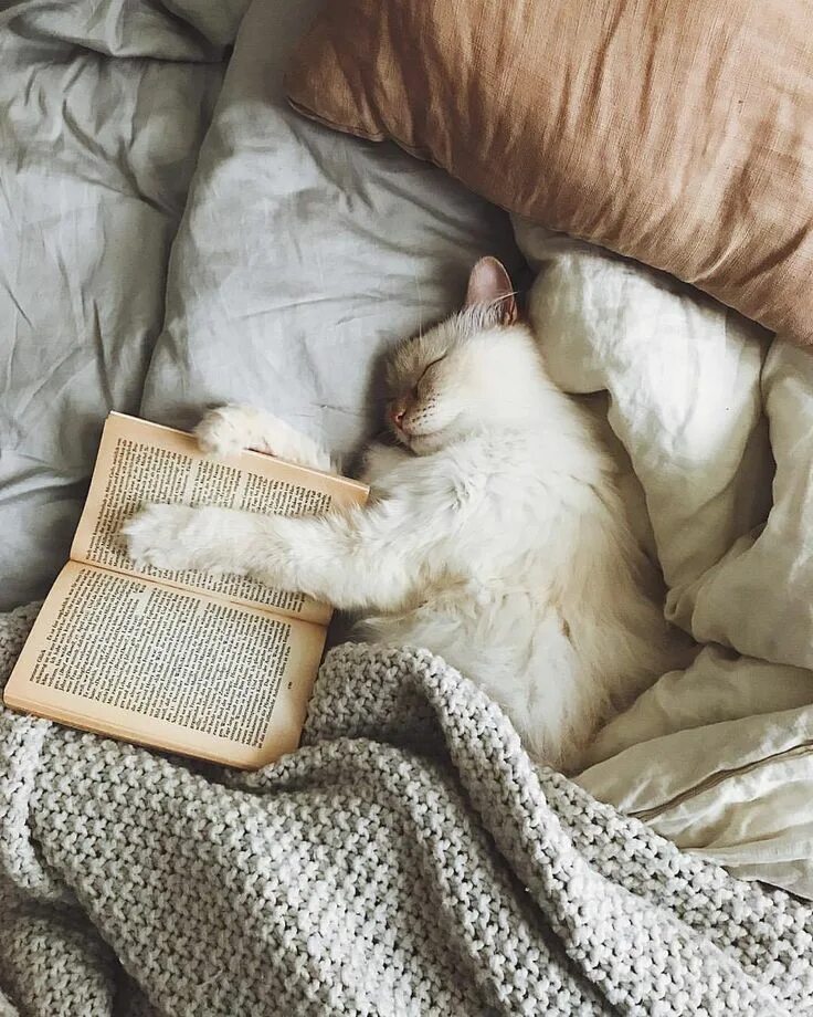 Спящее утро. Уютные коты. утренний котик. сонное утро. кот в кровати.