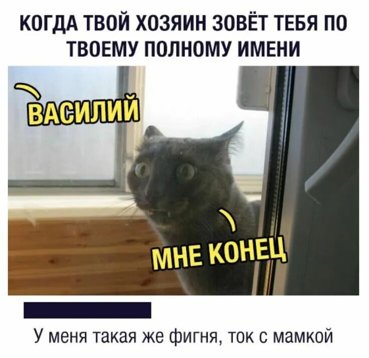 Твой хозяин есть. Когда тебя хозяин зовет по полному имени. Твой хозяин. Твой хозяин прикол. Когда хозяин зовет тебя полным именем.