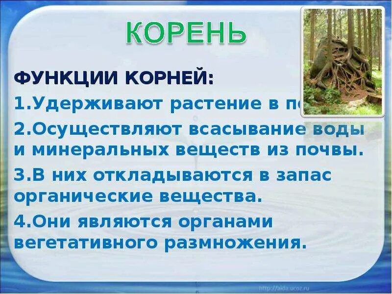 Функция корневища. Функции корня. Функции корневища. Функции корня растений.