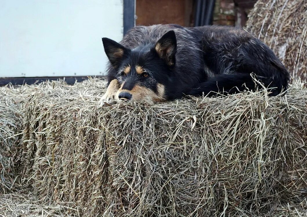 собака на сене фильм 1977. боярский в фильме собака на сене. в каком году снимали собаку на сене. караченцов в фильме собака на сене. собака на сене спит.