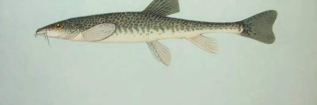 вьюн щиповка. рыба вьюн рыба вьюн. вьюн ареал обитания. торпедообразная форма тела у рыб. лососевые рыбы описание.