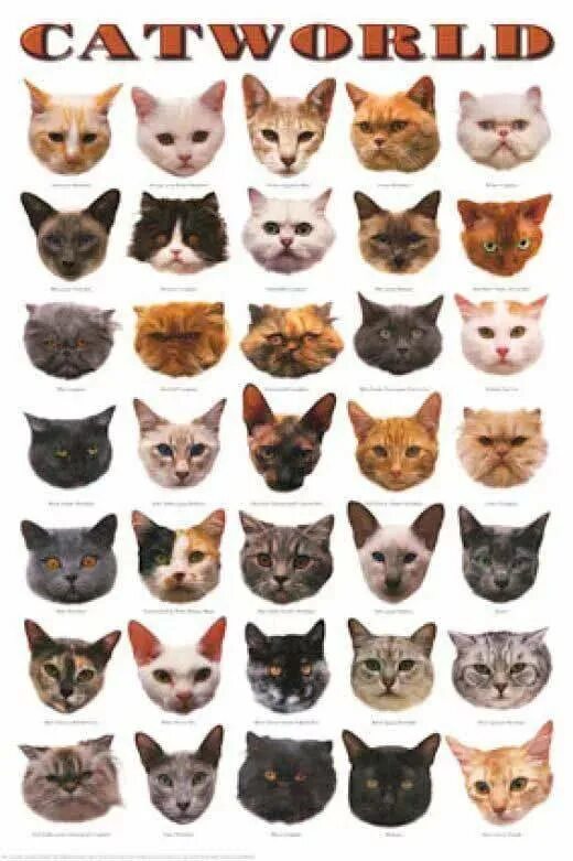 Найти породу кошки. КВК определиь парлду кошки. Разные породы кошек. Определить пороуд кошки. Типы морд у кошек.