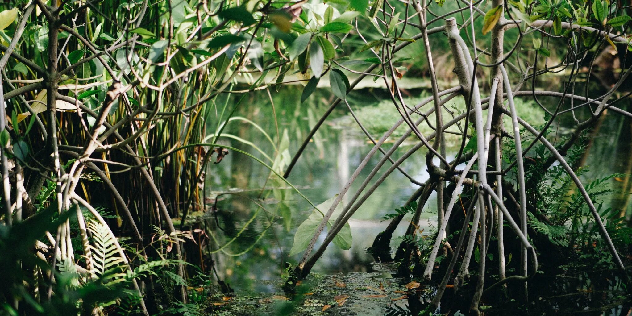 Где найти мангровое дерево