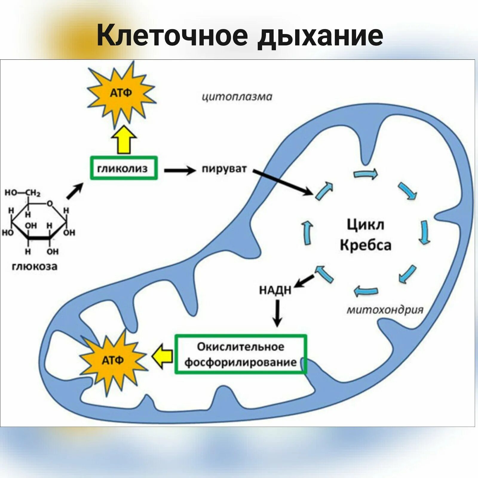 Протекание гликолиза кольцевые днк. Схема клеточного дыхания цикл Кребса. Синтез Глюкозы в митохондриях. Энергетический обмен в митохондриях схема.