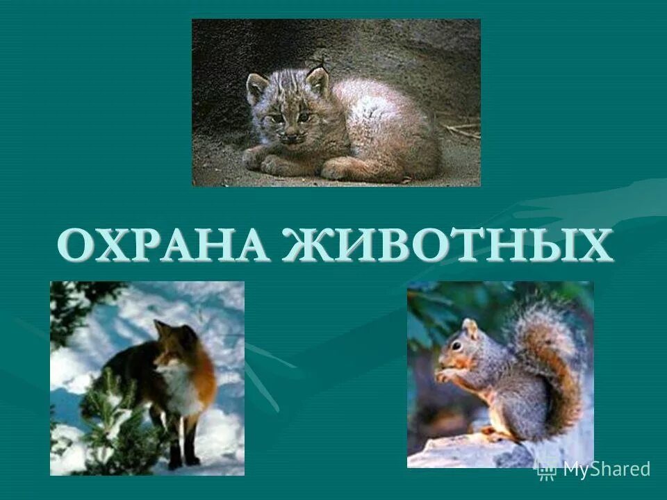 Охрана животных презентация. Охрана исчезающих видов животных. Охрана животных. Охрана животных 3 класс задания. Презентация на тему охрана животного мира.