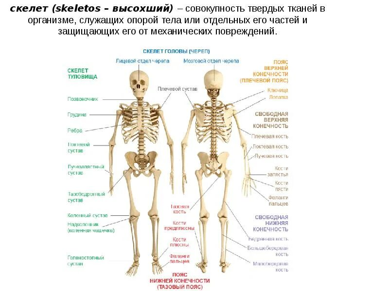 Количество костей у человека. Сколько костей в теле взрослого человека. Сколько костей костей в человеке. Сколько костей у человека ребенка. С какой частотой обновляются кости