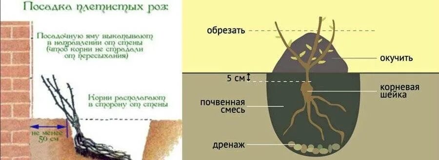 Когда открывать розы весной при какой температуре. Правильная посадка плетистой розы. Корневая шейка заглублена саженцы. Корневая система у плетущейся розы.