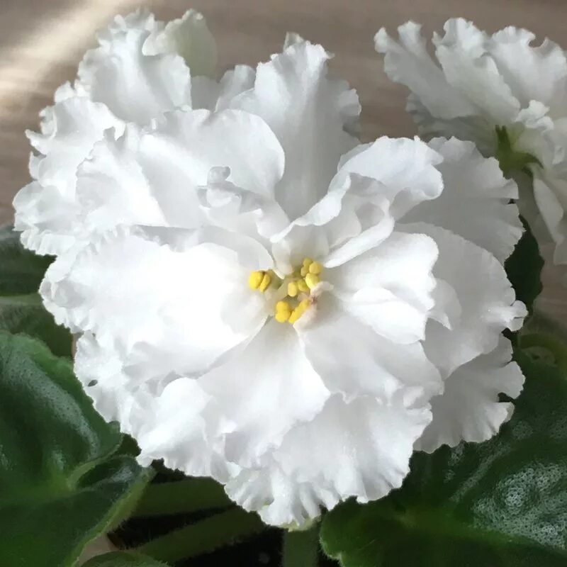 Белые фиалки сорта. Фиалка сорт белая королева. Фиалка белоснежка дадоян. Сенполия белая камелия. Фиалка узамбарская махровая белая.