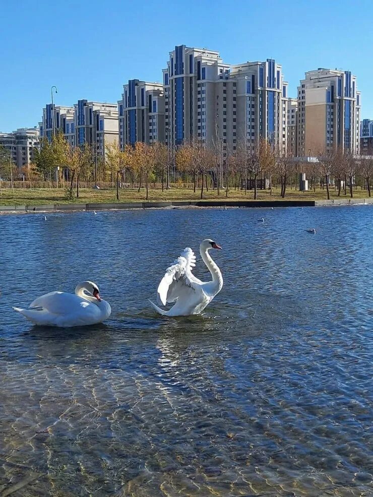 Ботанический астана. Ботанический парк Астана. Лебеди. Лебедь фото. Лебедята 1 год.