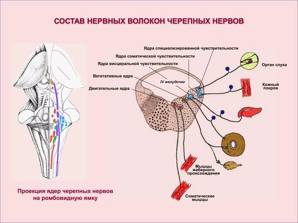 Вегетативные ядра черепных нервов. Двигательные ядра черепных нервов. Чувствительные и вегетативные ядра. Ядра черепно мозговых нервов двигательные чувствительные. Какие ядра в черепных нервах