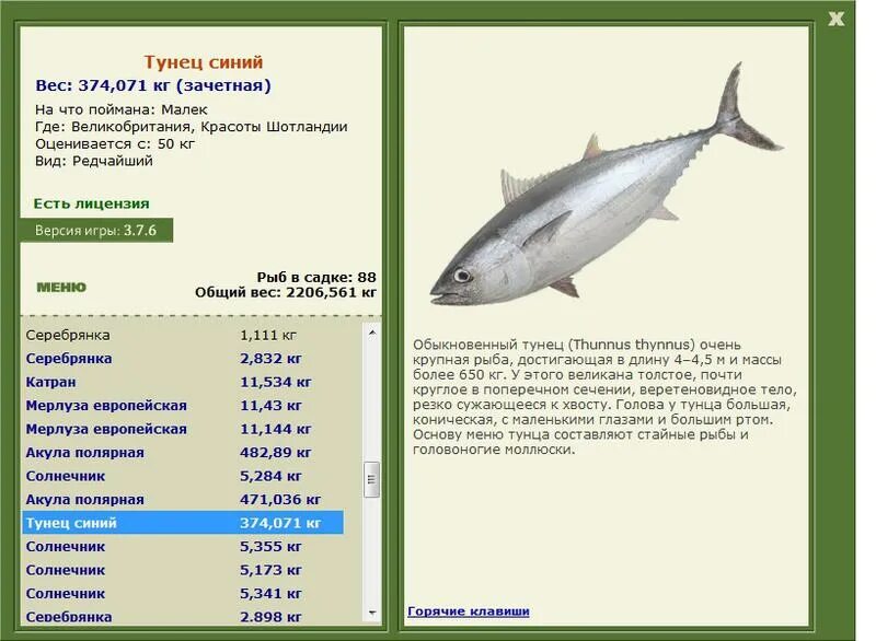 голубой тунец. 6. королевская макрель (скумбрия). тунец 500 кг. вес тунца.