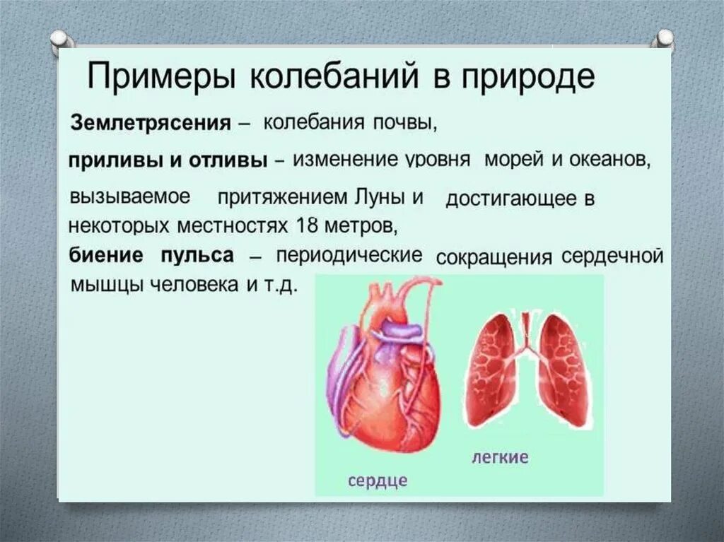 Колебания в живой природе