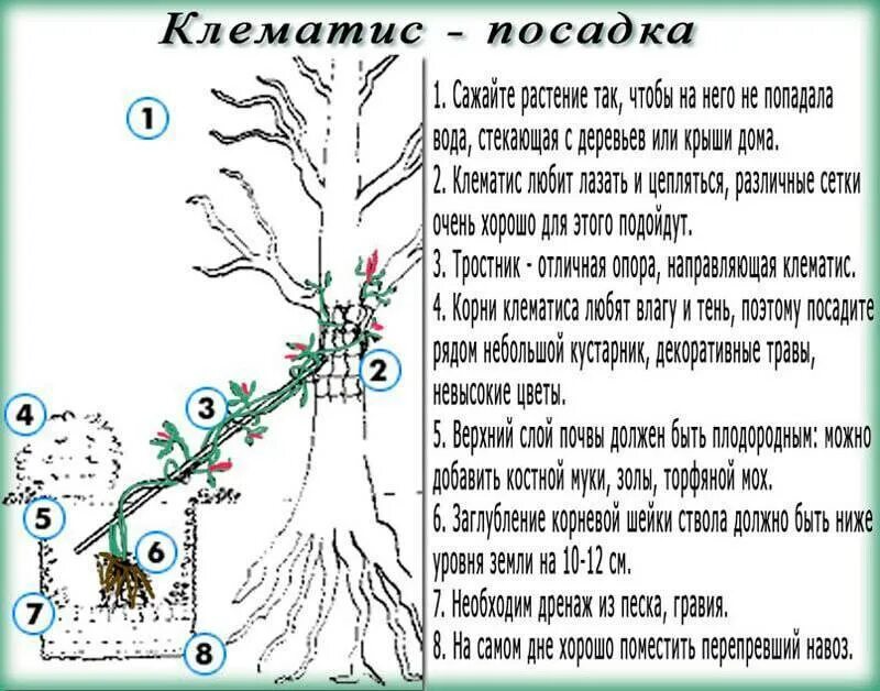 Как сохранить клематис до посадки купленные. Посадка клематиса весной в открытый грунт. Клематисы посадка весной в открытом грунте для новичков. Схема посадки клематиса в открытый грунт. Посадка клематиса схема посадки.