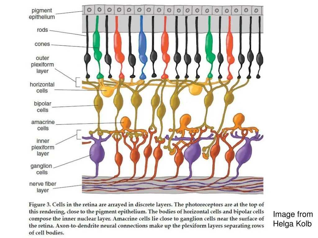 Сетчатка физиология. Фоторецепторы сетчатки. Структура сетчатки. 4 колбочки зрение