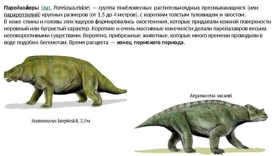 Парарептилии Пермского периода. Парейазавр. Парейазавр скутозавр. Пермский период скутозавр.